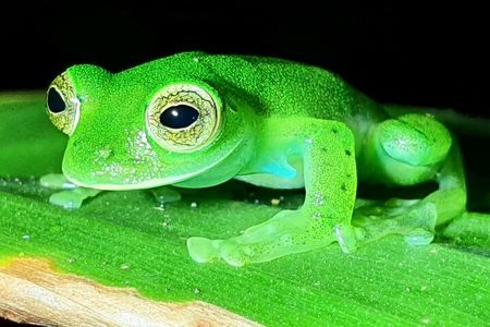 Monteverde Night Tour: Glass Frogs, lateralis, Sloths & Jungle