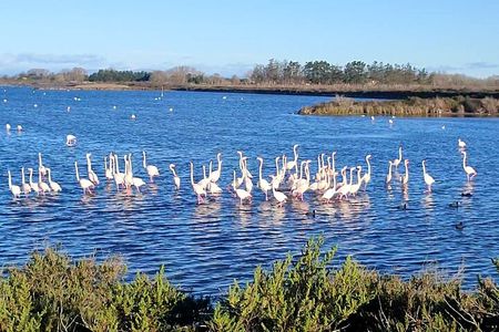 Happy tour camargue an immersion by bike and scooter E