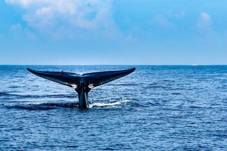 Whale & Dolphin Watching Trincomalee 