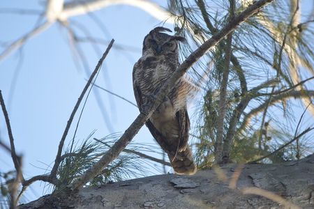 Private Bird Watching Tour from Holbox