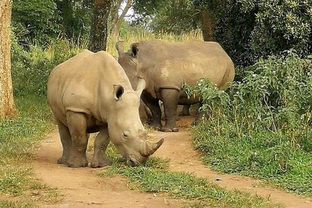White Rhino Tracking Walking Safari | Uganda | 1 day