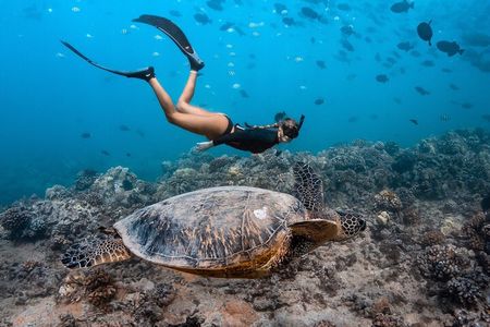 Turtle Canyon Snorkel: Semi Private Boat Tour