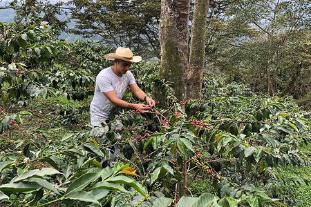Coffee Farm and Salento Walking Tour