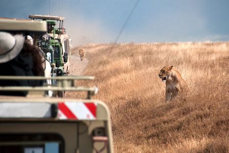 5 Days Tanzania's Wildlife Joint Safari.