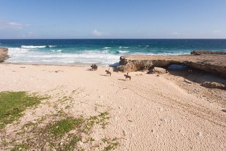 Horseback Riding Wariruri Beach Tour in Aruba