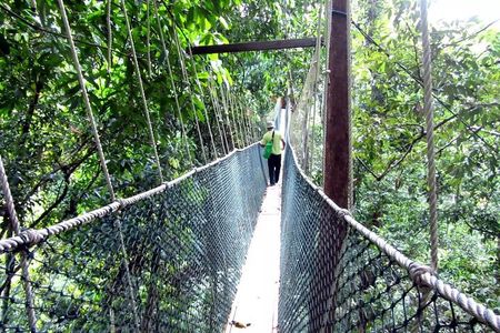 Taman Negara Day Tour with Canopy Walk