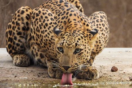 Jhalana Panther Safari Park Tour in Jaipur