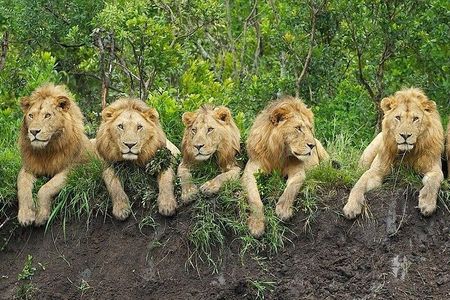 3 days Safari to Tarangire, Ngorongoro and Manyara from Zanzibar
