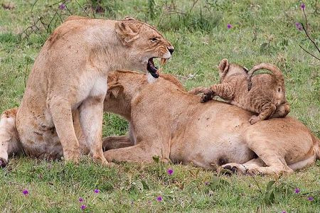 4-Day Tarangire, Serengeti &Ngorongoro Lodge Safari Tour