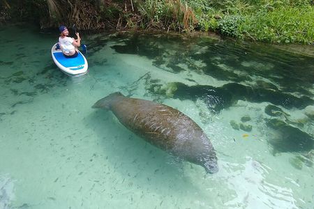 Paddle Board and Wildlife Exploration