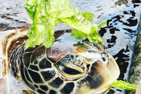 Swim with Sea Turtles; Spice Tour with Lunch; Prison Island Tour