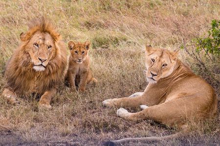 4-Day Simba Safari - Mid Range Tour