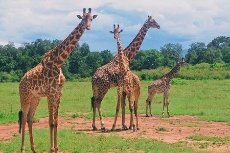 3-Day Private Tour in Tsavo West National Parks