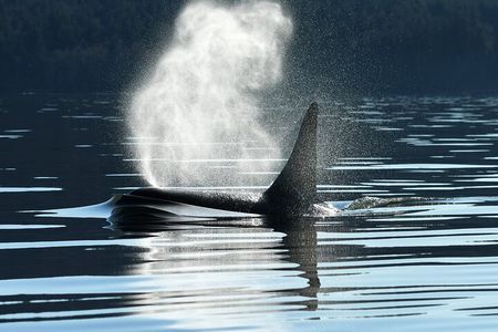 Only Wildlife and Whale Watching Tour Leaving from Seattle