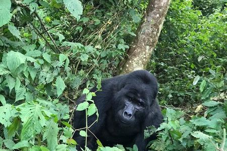 3 Days Uganda Gorilla trek Safari Tour 