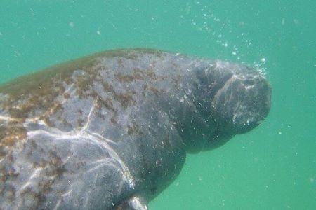 4 Hour Egmont Key Island Tour With Dolphins & Snorkeling Included
