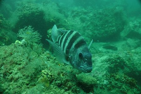 Discover Snorkeling Tour in Panama City