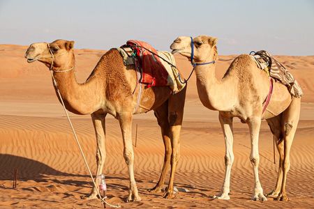 2 Day Private Desert Camp with Camel Ride