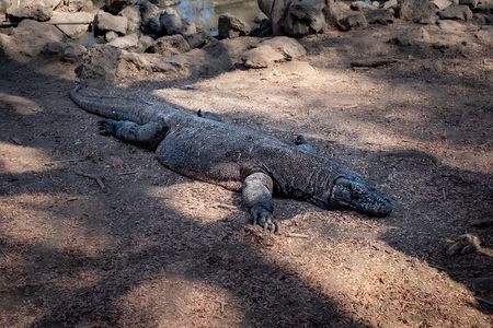 2-Day Komodo National Park and Rinca Island Wildlife Adventure from Bali