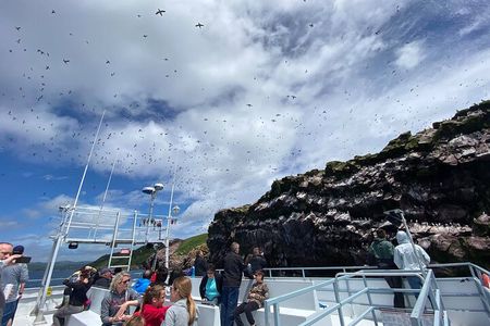 2 Hours Guided Whale and Bird Boat Tour in Bay Bulls