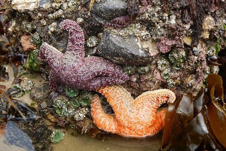 Oregon Coast Tour from Portland