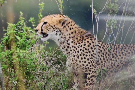 7 Days Kenyan Safaris