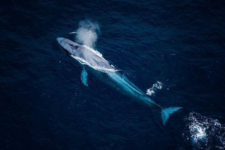45 Minutes Whale Watching Ocean Safari Helicopter Tour Kaikoura