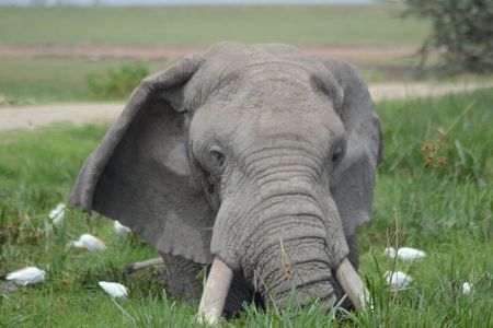 2-Day Safari to Tsavo East and Taita Hills from Diani Beach