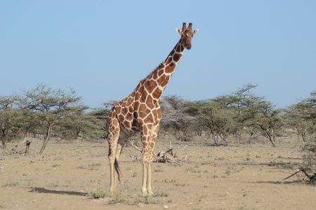 3 Day Amboseli Tsavo East National Park Safari