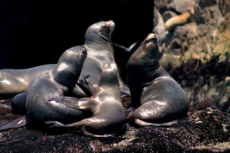 Lima Peru Sea Lions, History and Palomino Callao Islands