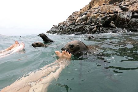 Visit the Sea Lions in Palomino Islands, in Lima Peru