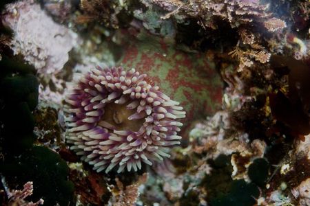 Snorkel Tour at Magic Island 