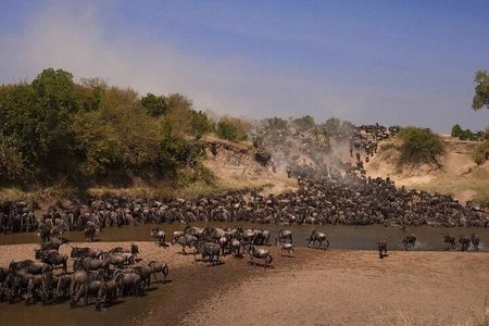 3-Day Masai Mara Group Safari with Pick Up