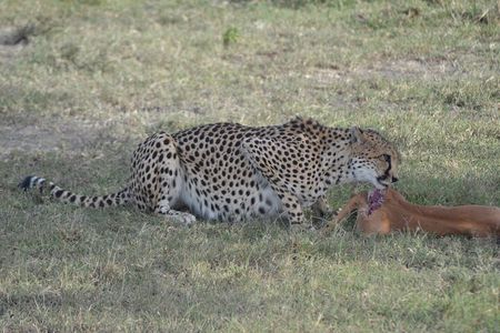 3-Day Group Safari in Masai Mara with Pick Up