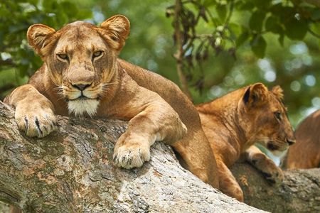 7 Day Big 5, Chimpanzee and Gorilla Tracking