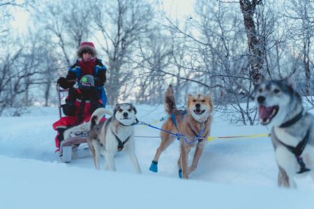 Fun & Easy Dog Sledding Adventure from Tromsø - Midday Tour