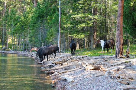 Flathead Lake Private Sunset Wild Horse Island Boat Tour