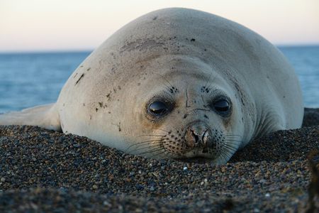 Peninsula de Valdes - Puerto Madryn **(Shared tour for cruises)**