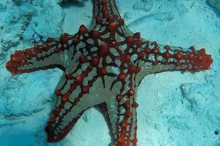 Zanzibar Starfish Blue Lagoon Snorkeling and Rock restaurant 