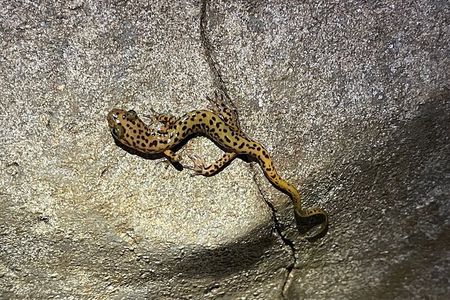 Wild Cave Adventure Tour