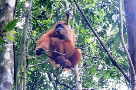 All-in 2N/3D Bukit Lawang Tour For School