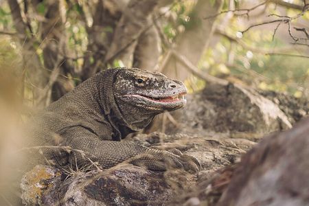 Full-Day Adventure Tour to komodo Island with join Speed Boat tur