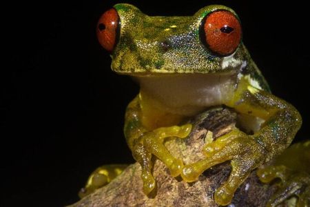 Monteverde Coffee, Chocolate and Night Tour