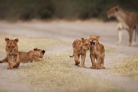 4 Day Kruger Safari with Panorama from Johanensburg
