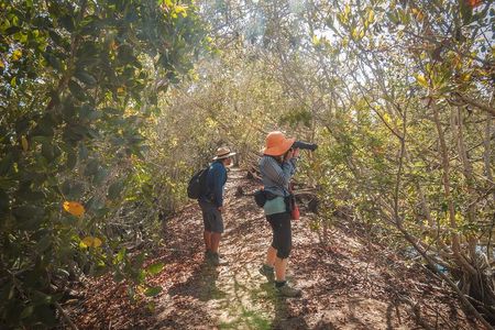 Bird Watching Mazatlán - Birding Tour