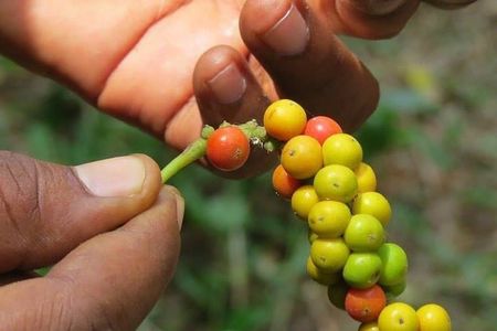 Spice Tour; Jozani Forest; Kuza Cave; Blue Lagoon; Starfish Adventure; The Rock