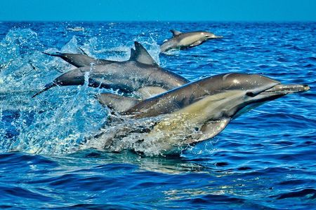 Mnemba Island Private Full Day Swim with Dolphins and Snorkeling