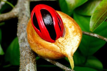 Spice Tour, Stone Town, Secret Garden, Kuza Cave, Paje Beach,The Rock Restaurant