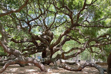 Wine Sippin'-Tea Drinkin'-Tree Huggin' Lowcountry Sightseeing