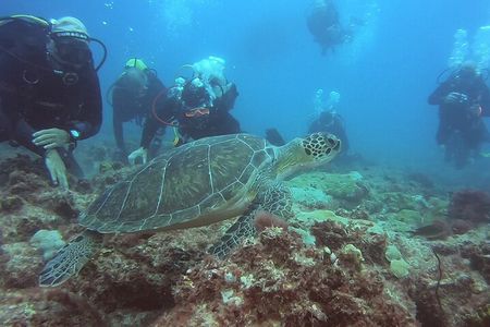 First Diving Experience Try Dive
